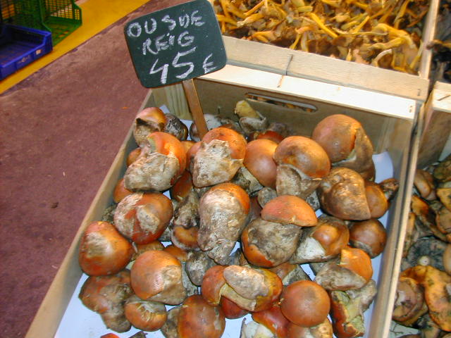 Amanita caesarea Barcelone 1 27 10 05.jpg