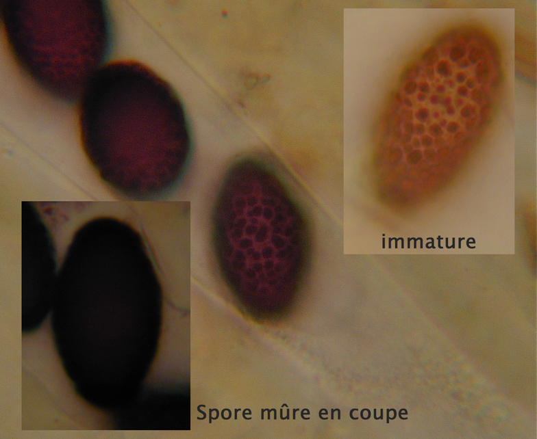 Ascobolus-carbonarius3.jpg