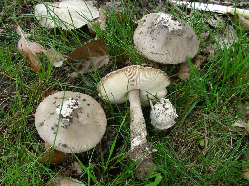 Amanita simulans 1 3 09 06-redim800.JPG