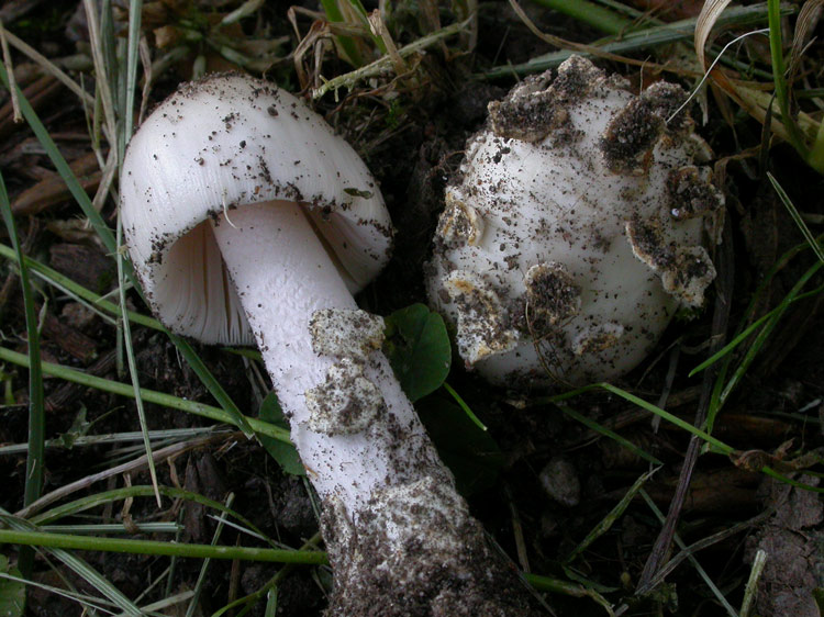 Amanita-simulans-.jpg