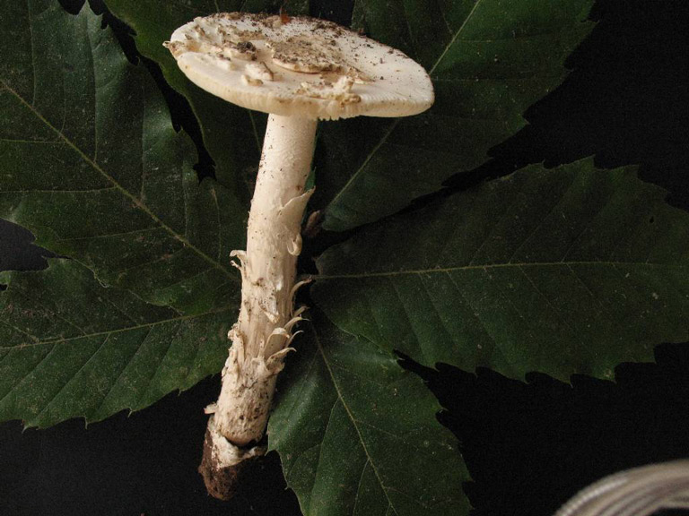 Amanita-eliae-M-Rimbaud2.jpg