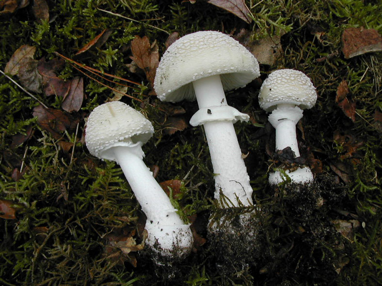 Amanita-pantherina var. alba-.jpg