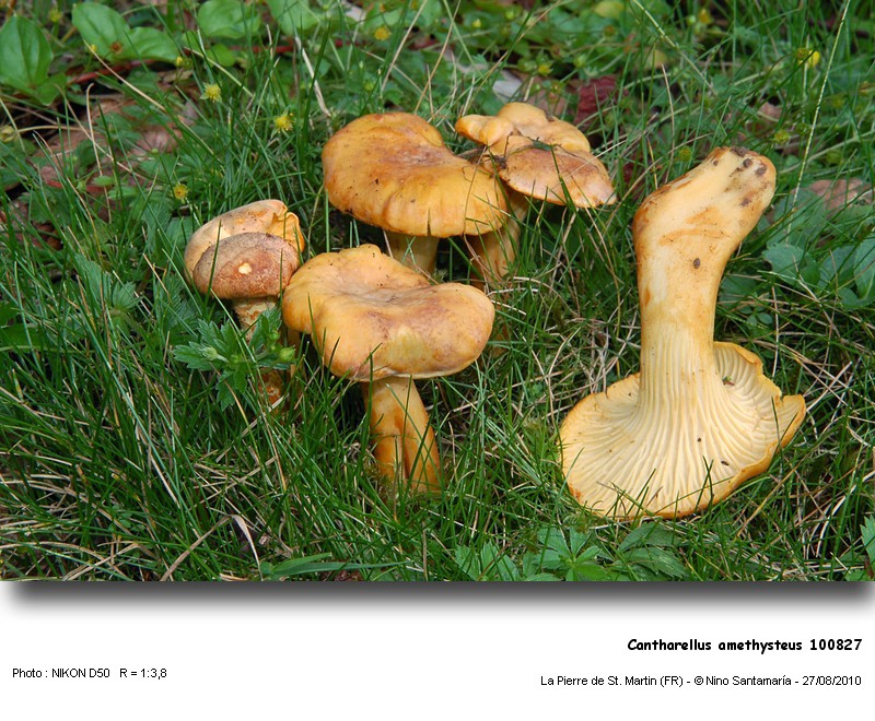 Cantharellus_amethysteus_100827.jpg