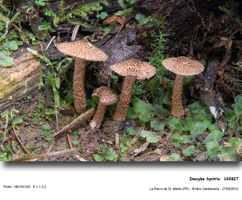 Inocybe_hystrix__100827.jpg