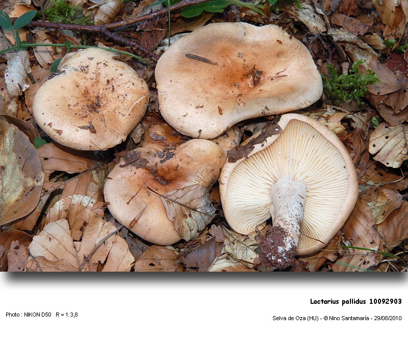 Lactarius_pallidus_10092903.jpg