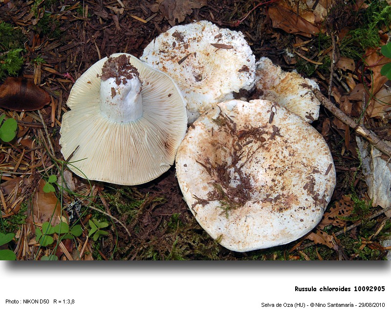 Russula_chloroides_10092905.jpg