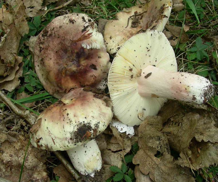 Russula amoenicolor.jpg