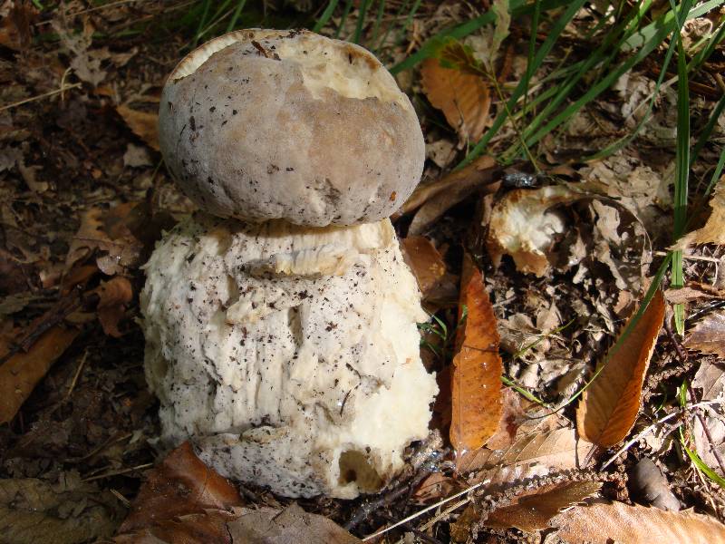 boletus edulis 1-redim800.JPG