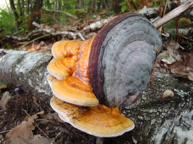 Fomitopsis pinicola 1.JPG