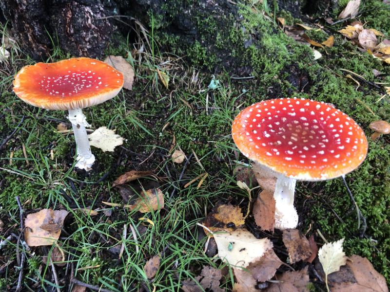 Amanita muscaria.JPG