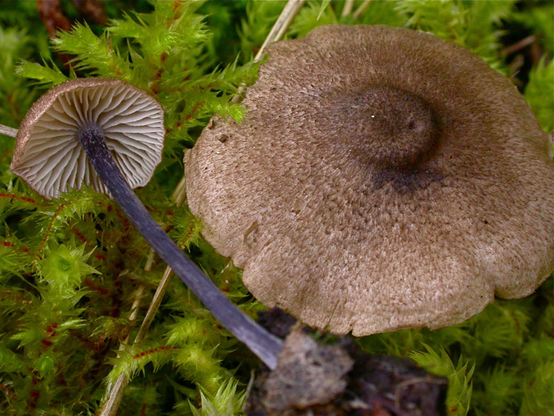 Entoloma-lampropus.jpg