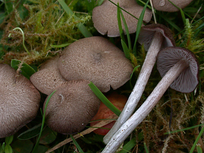 Entoloma-jubatum.jpg