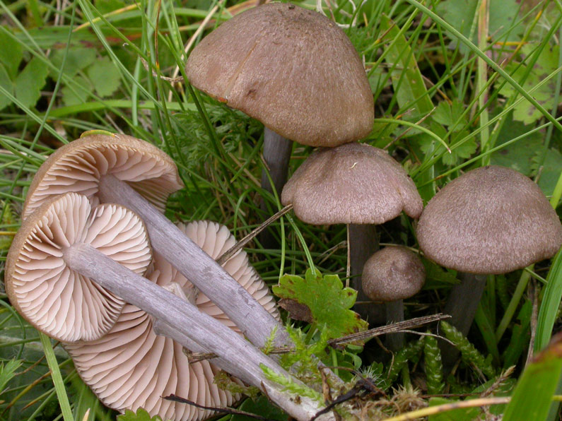 Entoloma-griseocyaneum.jpg