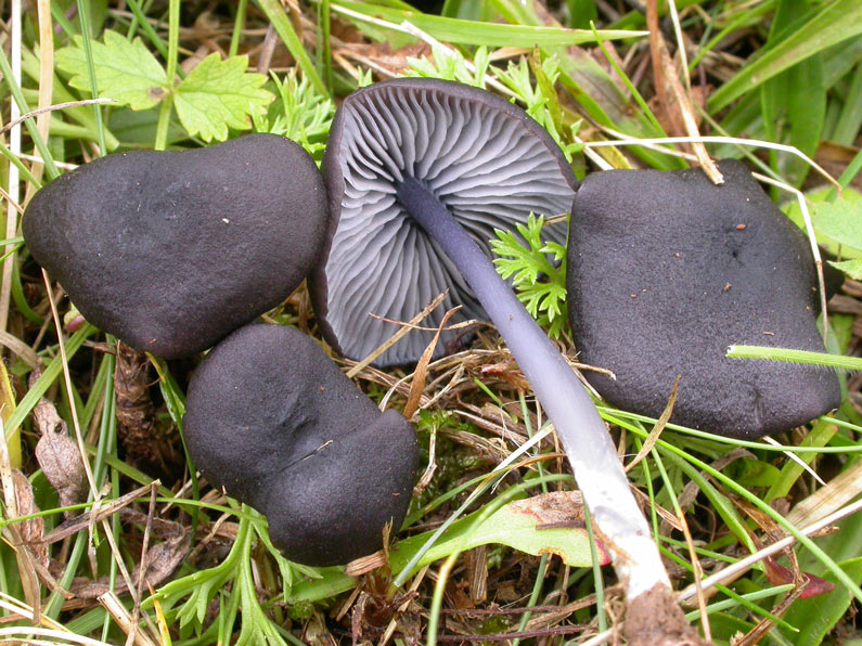 Entoloma-corvinum.jpg