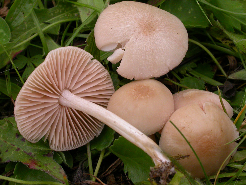 Entoloma-queletii.jpg