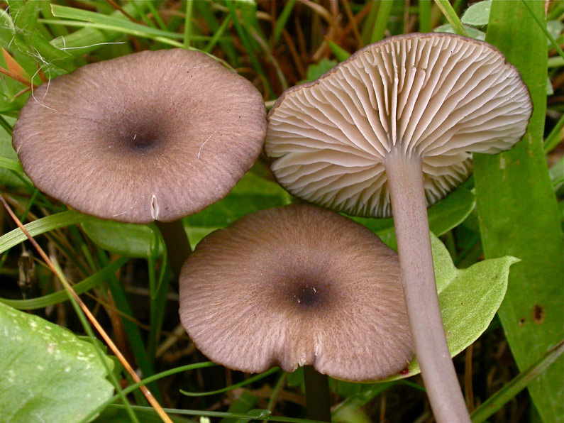 Entoloma...jpg