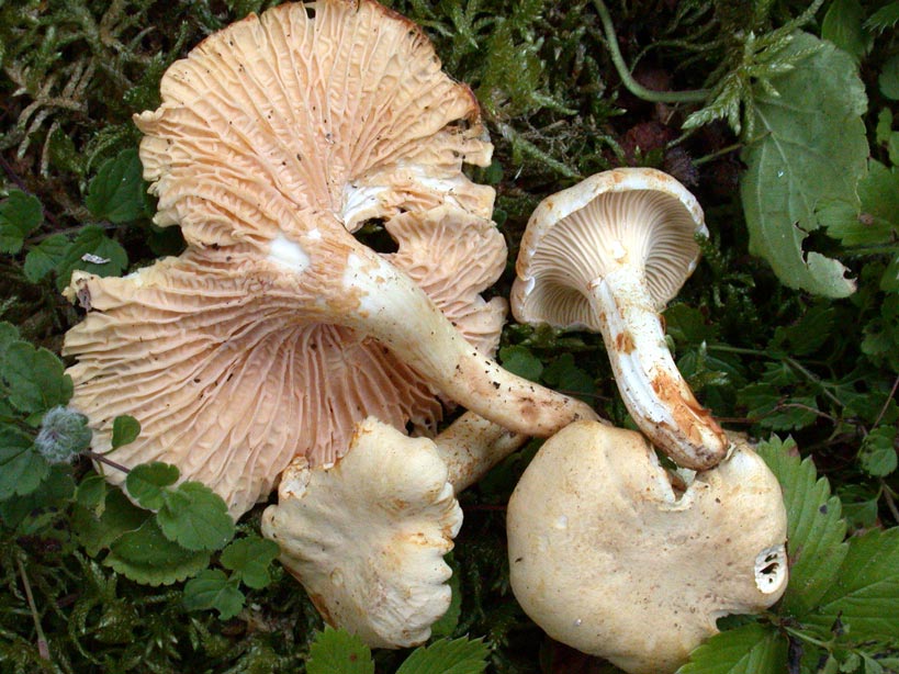 Cantharellus citrine.jpg