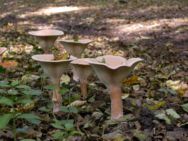 2Clitocybe-geotropa.jpg