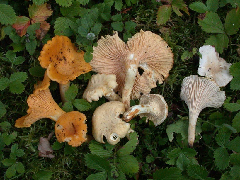 3-girolles.jpg