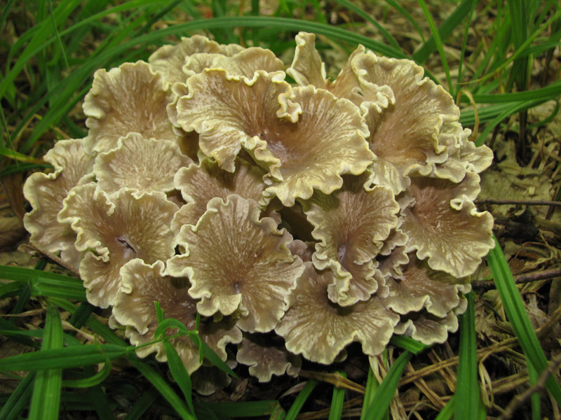 9Dendropolyporus-umbellatus2.jpg