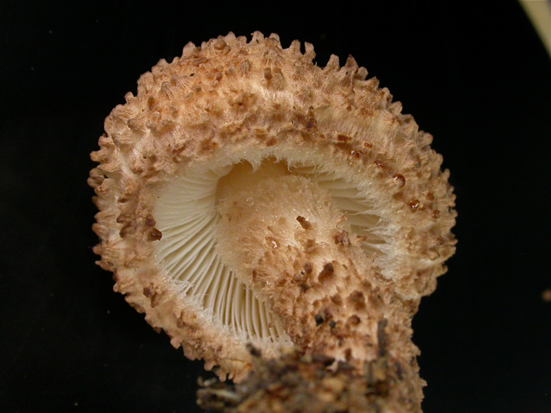 11Echinoderma.jpg