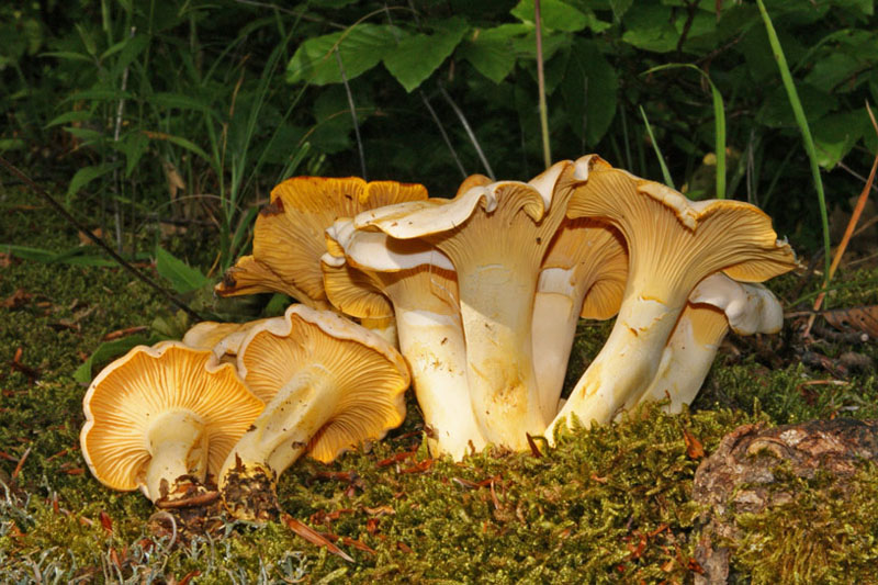 1Cantharellus-cibarius.jpg