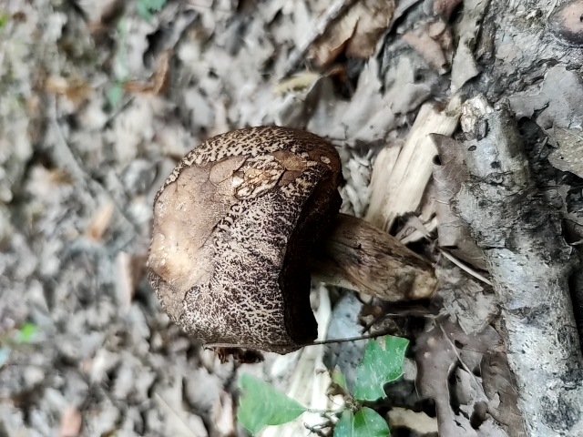 fungus_2023-08-30-15-15-29.jpg