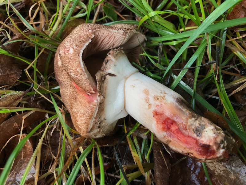 Agaricus langei.jpg