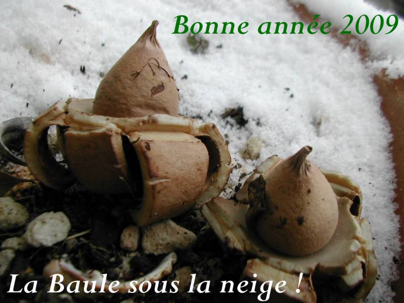 Geastrum morganii Bonne année 2009-redim800.jpg