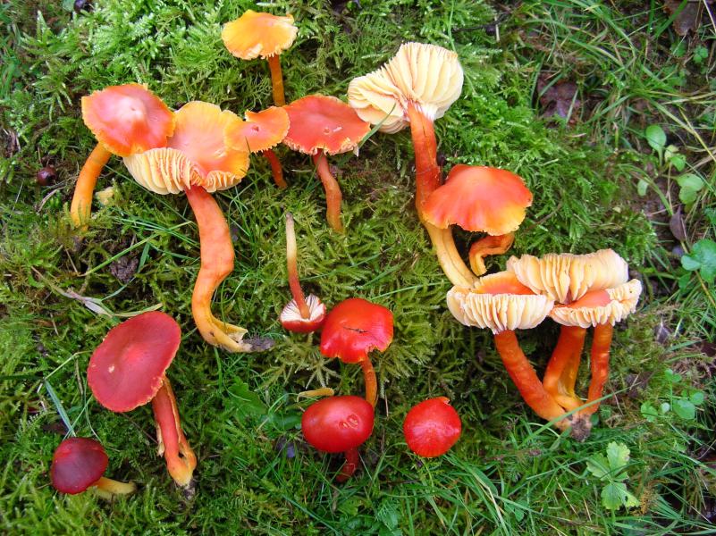 Hygrocybe marchii.jpeg