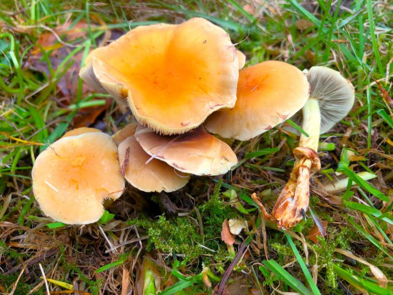 Hypholoma.jpg