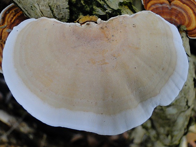 Polypore dessous.JPG