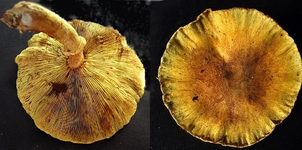 Gymnopilus sp..jpg