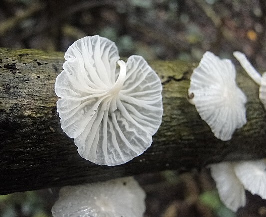 Hemimycena sp..JPG