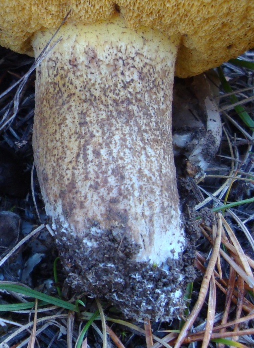 Suillus bellinii pied-redim700.jpg