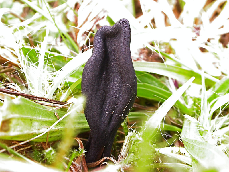 Trichoglossum-octopartitum.jpg