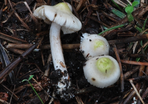 Inocybe geophylla 1707-redim480.JPG