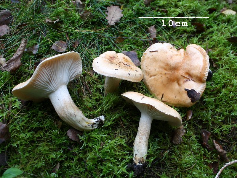 Hygrophorus pudorinus 2-redim800.JPG