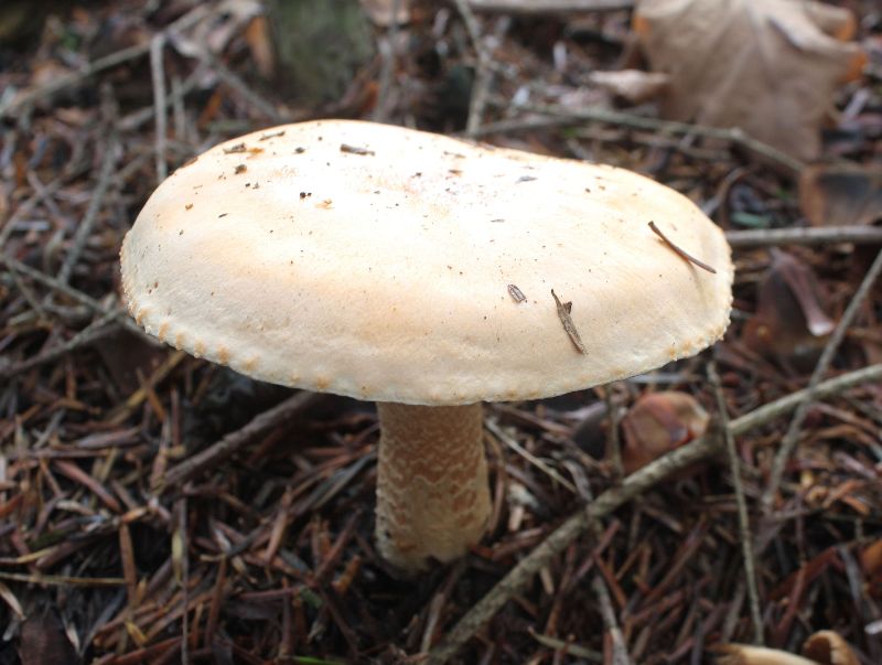 Hygrophorus pudorinus-redim800.JPG