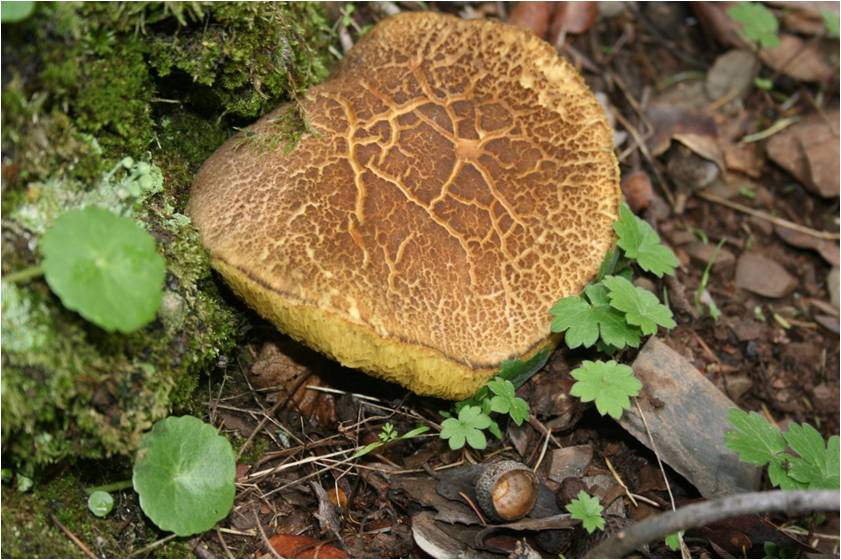 Boletus chrysenteron.jpg