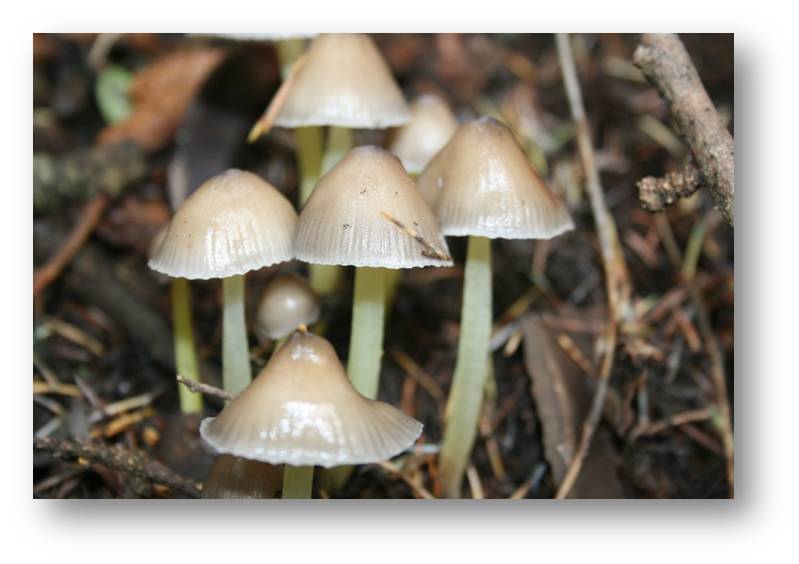 Mycena1.jpg