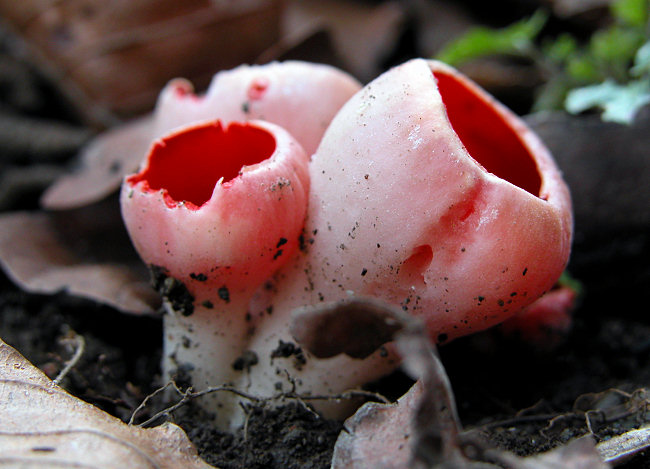 champignon-riberot-13-03-2007-b.JPG