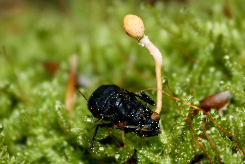 Cordyceps sur diptère-redim800.jpg