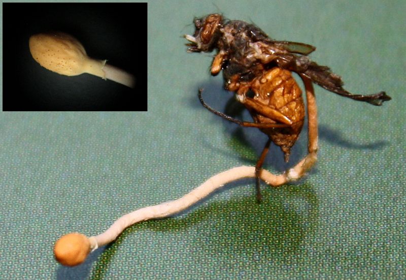 Cordyceps sur Diptère1-redim800.jpg