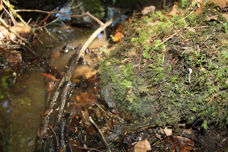 Cordyceps à deux tête 019-redim800.jpg