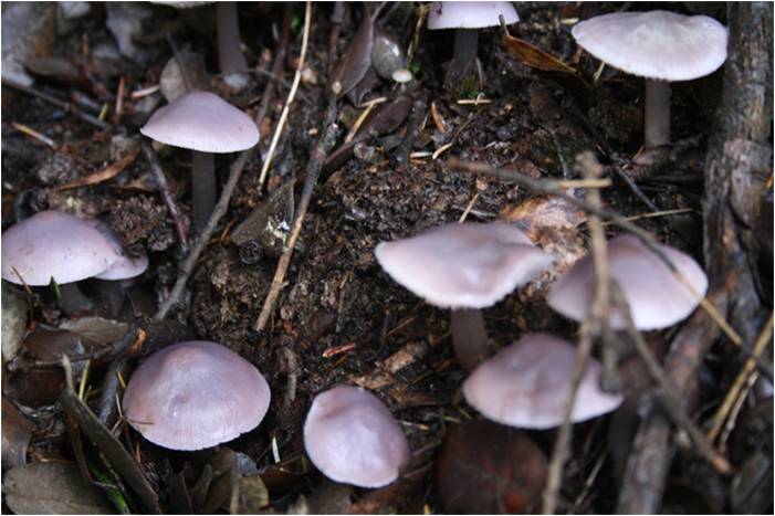 Mycena pura.jpg