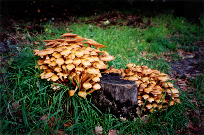 Armillaria mellea.jpg