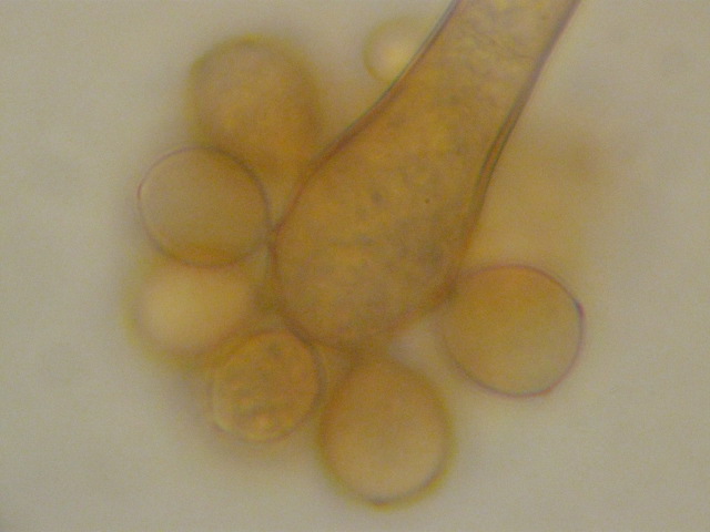 Nematogonium ferrugineum-AG1b.JPG