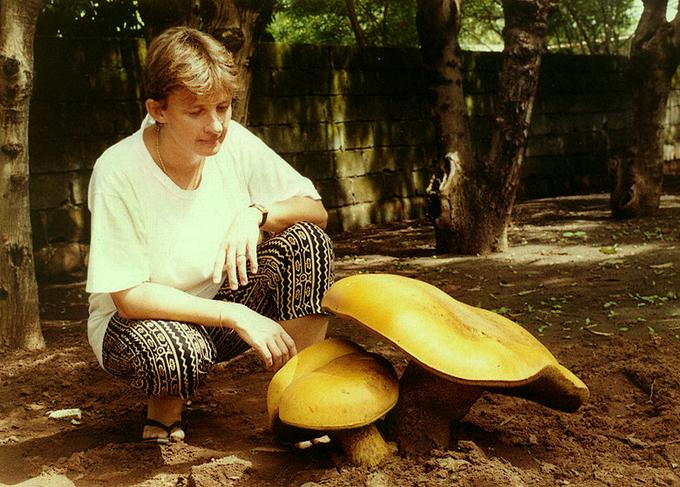 Boletus_(phlebopus)_colossus.jpg