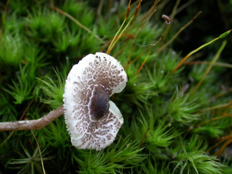 Lepiota rhodorrhiza Famo-redim800.JPG